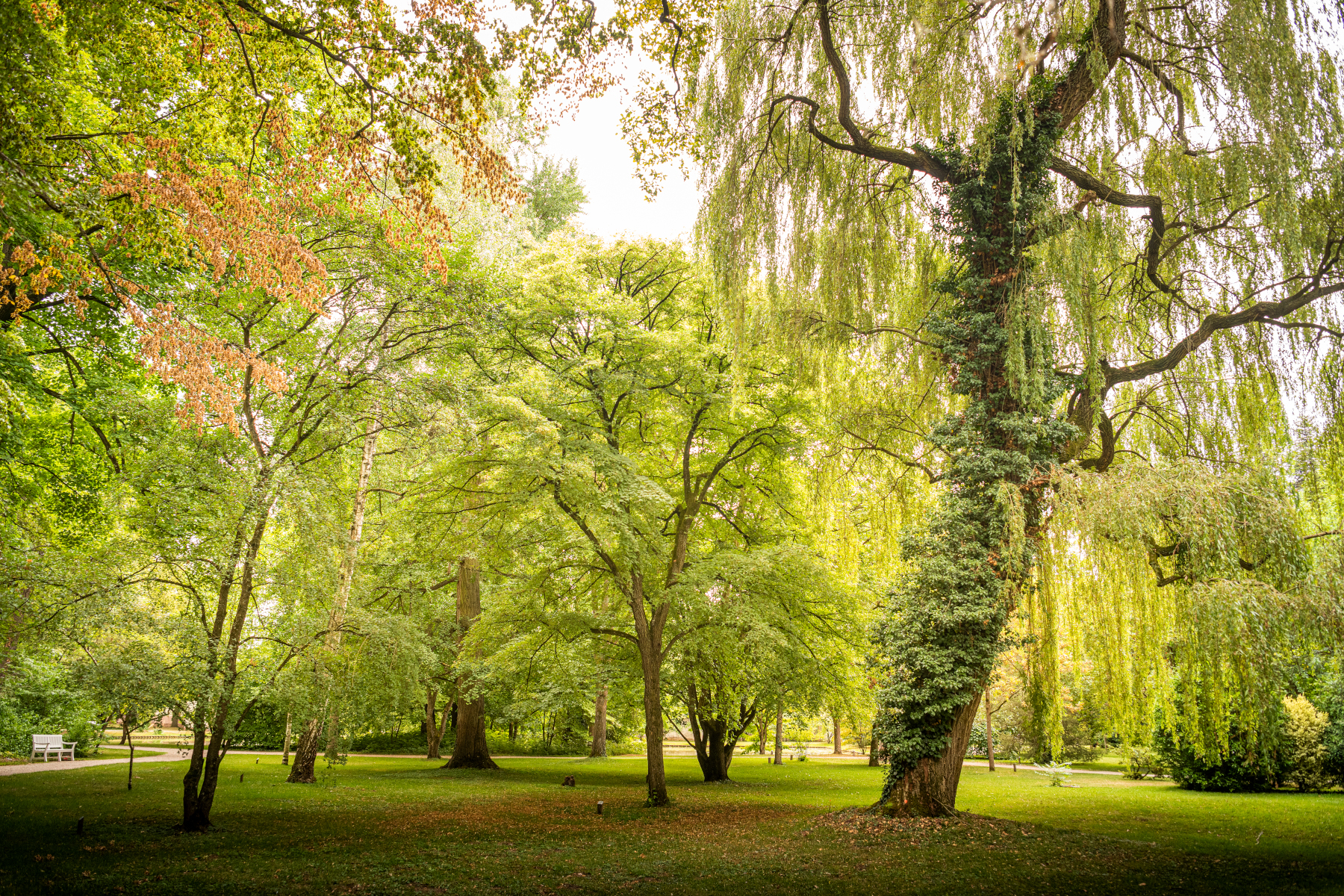 Schloss und Schlossgarten Schwetzingen, Garten