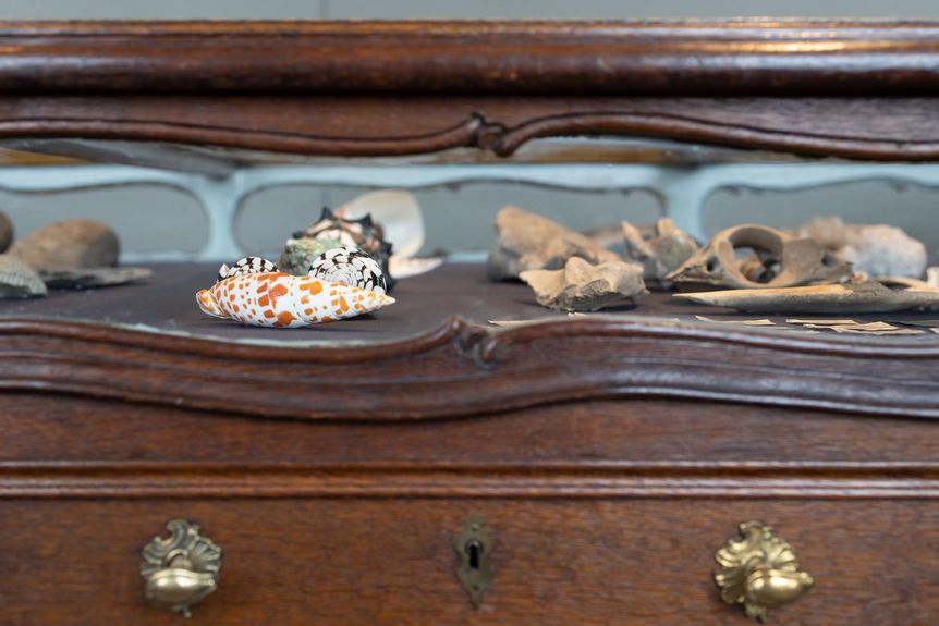 Barockschloss Mannheim, Vitrine des Naturalienkabinetts