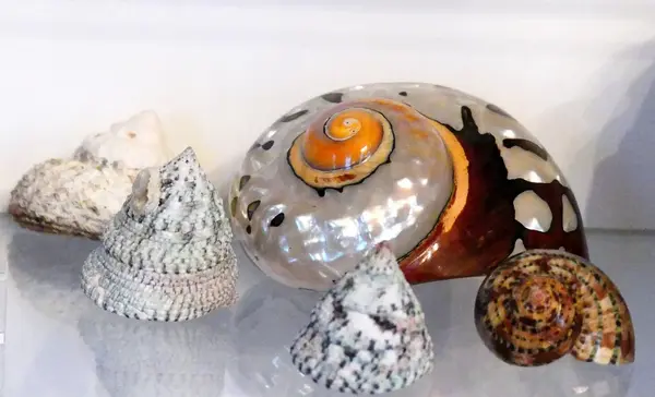 Foto: Staatliche Schlösser und Gärten Baden-Württemberg, Urheber unbekannt Neues Schloss Meersburg, Naturalienkabinett