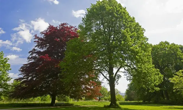 Foto: Staatliche Schlösser und Gärten Baden-Württemberg, Andrea Rachele Detail des Schlossgartens von Schloss Favorite Rastatt