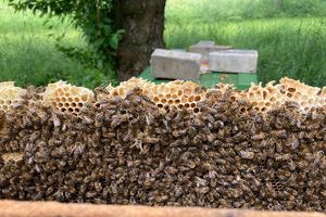 Schloss und Schlossgarten Weikersheim, Bienen im Obstgarten
